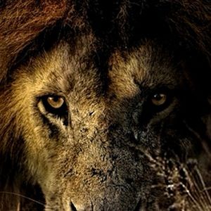 Meet your Posher, Leonard